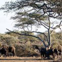TZA MAR SerengetiNP 2016DEC23 Seronera 024 : 2016, 2016 - African Adventures, Africa, Date, December, Eastern, Mara, Month, Places, Serengeti National Park, Seronera, Tanzania, Trips, Year